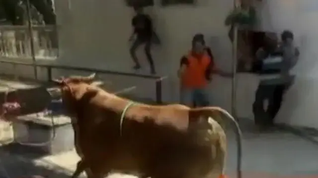 Ilustrasi Sapi Mengamuk