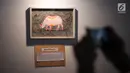 Seorang pengunjung mengambil gambar dalam pameran seni badak Sumatera di Perpustakaan Nasional Indonesia, Jakarta Pusat, Jumat (19/1). Pameran ini sebagai bentuk upaya pelestarian badak Sumatera yang hampir punah. (Liputan6.com/Arya Manggala)