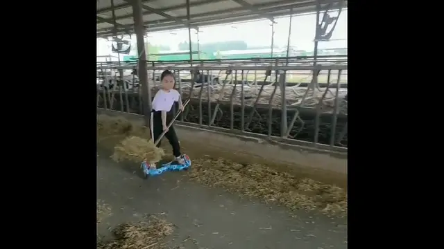 Kasih makan sapi