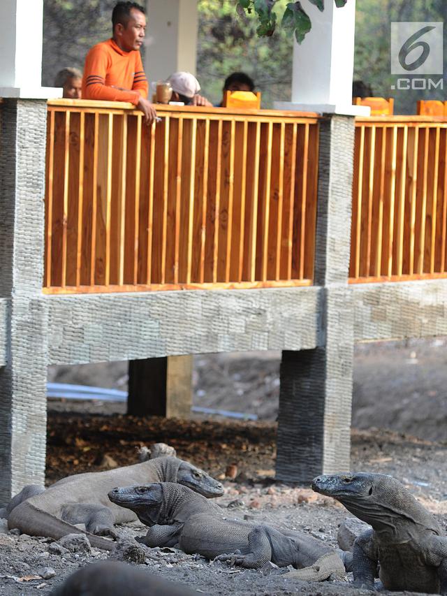 Rp3,75 Juta Bukan Harga Tiket Masuk Taman Nasional Komodo, tapi Biaya