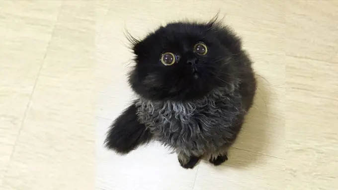 Photo: Copyright boredpanda.com