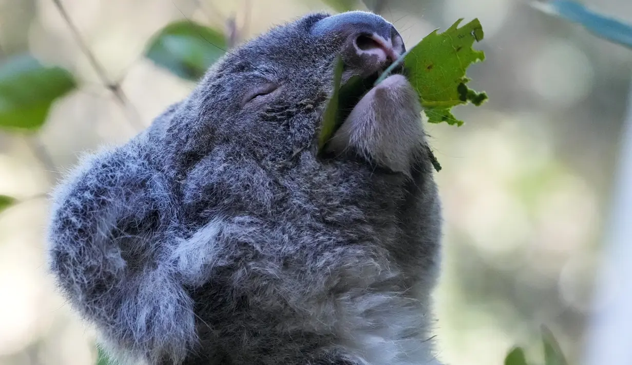 "Penyakit ini membunuh koala karena mereka menjadi sangat sakit sehingga tidak dapat memanjat pohon untuk mendapatkan makanan, atau melarikan diri dari pemangsa, dan betina dapat menjadi tidak subur," kata Samuel Phillips, ahli mikrobiologi di University of the Sunshine Coast yang membantu mengembangkan vaksin tersebut. (AP Photo/Mark Baker)