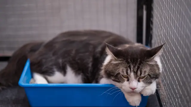 Ilustrasi kucing di atas litter box