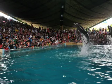 Pengunjung melihat atraksi lumba-lumba di kawasan wisata Ancol, Jakarta, Senin (8/2). Dalam rangka liburan Imlek, Ancol menampilkan pertunjukan lumba-lumba berkolaborasi dengan barongsai untuk menghibur wisatawan. (Liputan6.com/JohanTallo)