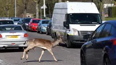 Seekor rusa jenis fallow (Dama dama) melintasi jalan saat Inggris memberlakukan lockdwon di Harold Hill, London, 4 April 2020. Kawanan rusa yang diyakini berasal dari Taman Dagnam itu kini berada di dekat area perumahan yang sepi karena warga membatasi aktivitas di luar rumah. (Ben STANSALL/AFP)