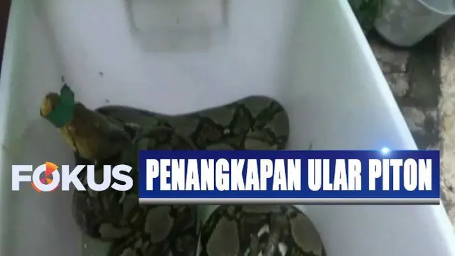 Selama 2 tahun terakhir ini, komunitas Snake Rescue Boyolali setidaknya sudah melepasliarkan ular piton sekira 20 ekor.