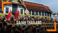 Belasan gajah dan ratusan warga berbaju kuning memberikan penghormantan kepada Raja Thailand yang baru, Raja Rama X.