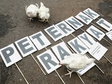 Sejumlah ayam ternak dibawa saat melakukan aksi unjuk rasa di depan Istana Merdeka, Jakarta, (1/3). Dalam aksinya mereka membawa 1 truk ternak ayam untuk menyampaikan rasa kecewa terhadap turunnya Harga Pokok Produksi (HPP). (Liputan6.com/Faizal Fanani) 