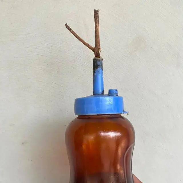 6 Potret Pengganti Tutup Botol Ini Nyeleneh Tapi Unik, Bikin Salah Fokus