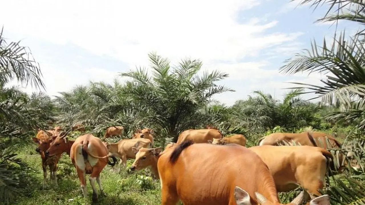 Virus Jembrana di Jambi
