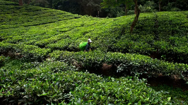 Aktivitas Para Wanita Pemetik Daun Teh di India