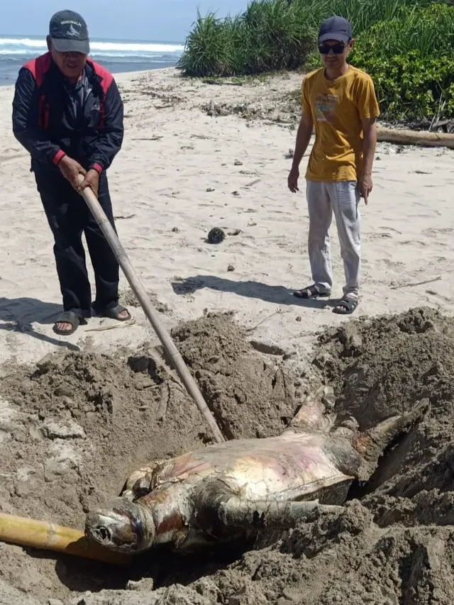 Warga saat menguburkan bangkai penyu hijau di Pantai Legok Salenggang, Desa Buniwangi, Kecamatan Surade, Kabupaten Sukabumi. (Liputan6.com/Istimewa).