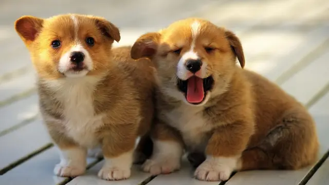 8 Langkah Menyambut Anjing Peliharaan