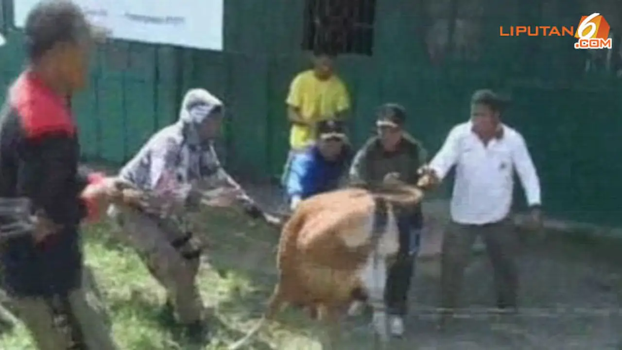 bergulat-sapi-140204b.jpg