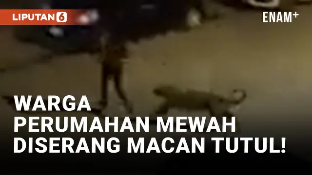 Macan Tutul Serang Penghuni Perumahan Mewah di Islamabad