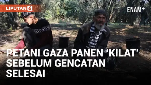 VIDEO: Petani Gaza Buru-buru Panen Zaitun di Tengah Gencatan Senjata Israel-Hamas