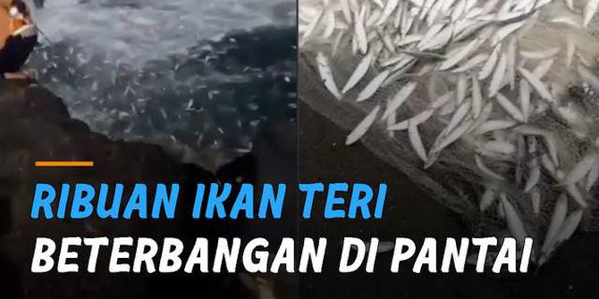 VIDEO: Ribuan Ikan Teri Beterbangan di Pantai Selatan Yogyakarta, Nelayan Panen Dadakan