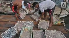 Aktivitas tangkapan ikan konsumsi untuk harian di dermaga Kalibaru, Jakarta, Jumat (31/5/2024). (merdeka.com/Imam Buhori)