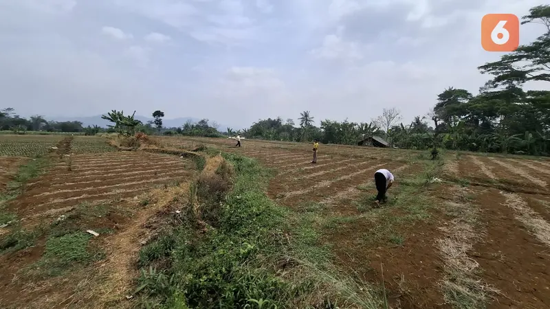 Lahan pertanian kekeringan, petani terancam gagal panen di Kecamatan Kebonpedes Kabupaten Sukabumi (Liputan6.com/Fira Syahrin).