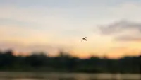 Dua Karyawan Bandara Jerman Meninggal Terinfeksi Malaria