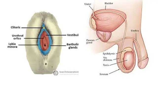 Uretra
