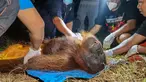 Petugas Balai Konservasi Sumber Daya Alam (BKSDA) bersama Orangutan Foundation International (OFI) memeriksa seekor orangutan yang dievakuasi dari kawasan terdampak kebakaran hutan dan lahan di Baamang, Kabupaten Kotawaringin Timur, Kalimantan Tengah, Rabu (14/10/2026). Kebakaran hutan dan lahan yang melanda Kalimantan dan Sumatra mengancam habitat satwa liar serta menyebabkan kabut asap menyelimuti sejumlah wilayah di Indonesia, Malaysia, dan Singapura. (REINA/AFP)
