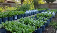8 Tanaman Sayur yang Paling Cepat Panen di Galon Bekas, Cocok untuk Pemula