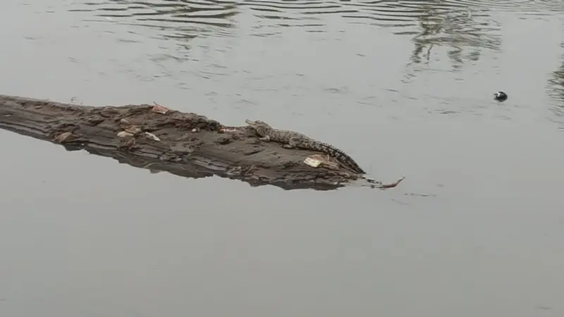 Buaya muara berukuran satu meter muncul di Sungai Citarum. (Dok. BBKSDA Jabar)