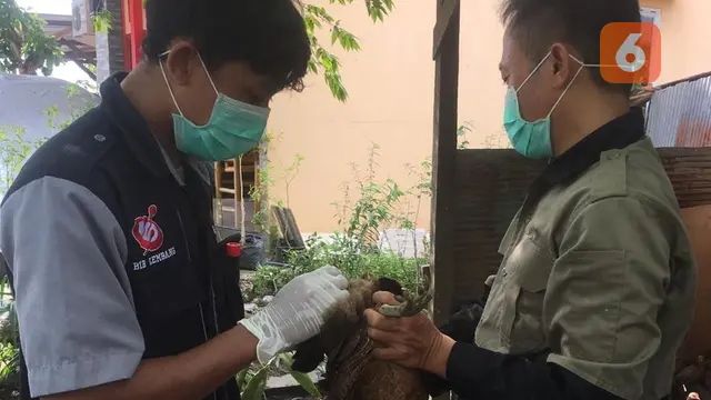 Flu Burung Bontang