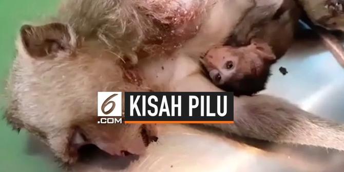 VIDEO: Memilukan, Bayi Monyet Terus Menyusui Pada Induknya yang Mati