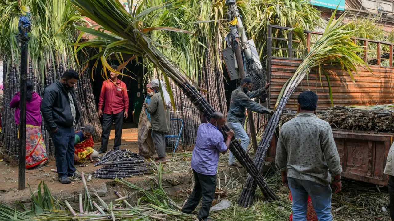 FOTO: Berburu Tebu Jelang Festival Panen Makar Sankranti