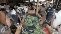Apakah Hewan Kurban Masuk Surga? Ini Penjelasan Ulama dan Dalilnya dalam Islam
