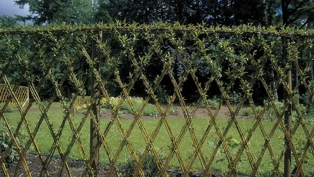 Espalier, Pagar Hidup nan Menawan di Pekarangan