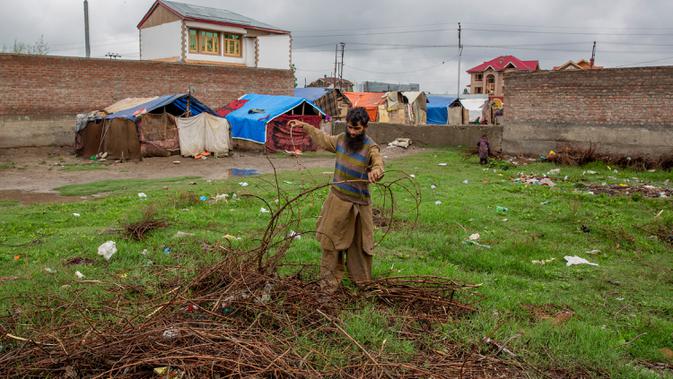 Pria pengembara Kashmir Bakarwal membawa kayu bakar dari ladang terdekat di luar kamp sementara di pinggiran Srinagar, India, 31 Agustus 2020. Suku Bakarwals adalah kaum penggembala nomaden di Jammu Kashmir, yang mengembara mencari padang rumput yang baik untuk ternak mereka. (AP Photo/Dar Yasin)