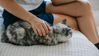 Kenapa Kucing Selalu Tidur di Dekat Kaki Pemiliknya? Ini Alasannya