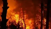 Belum ada laporan mengenai jumlah korban kebakaran di Hutan Wisata Javea.