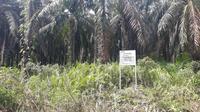 Lahan sawit seluas 530 hektare di Padang Lawas, Sumut milik eks Sekretaris MA Nurhadi yang disita KPK. (Istimewa)