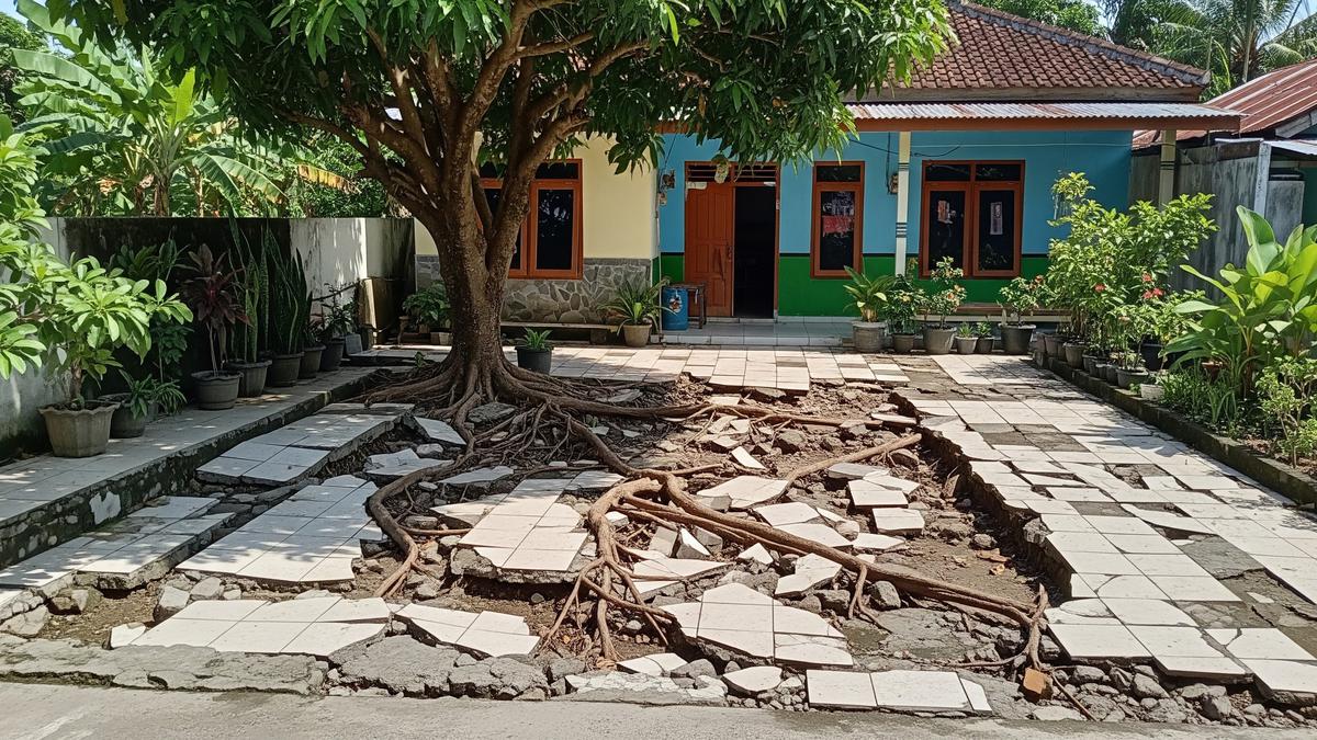 7 Pohon Buah untuk Rumah Type 36 yang Tidak Bikin Lantai Halaman Retak