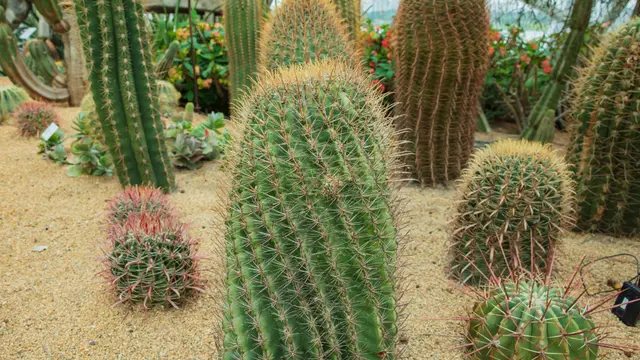 ilustrasi jenis kaktus mini untuk menghiasi kamar tidur/Yellow Cat/shutterstock