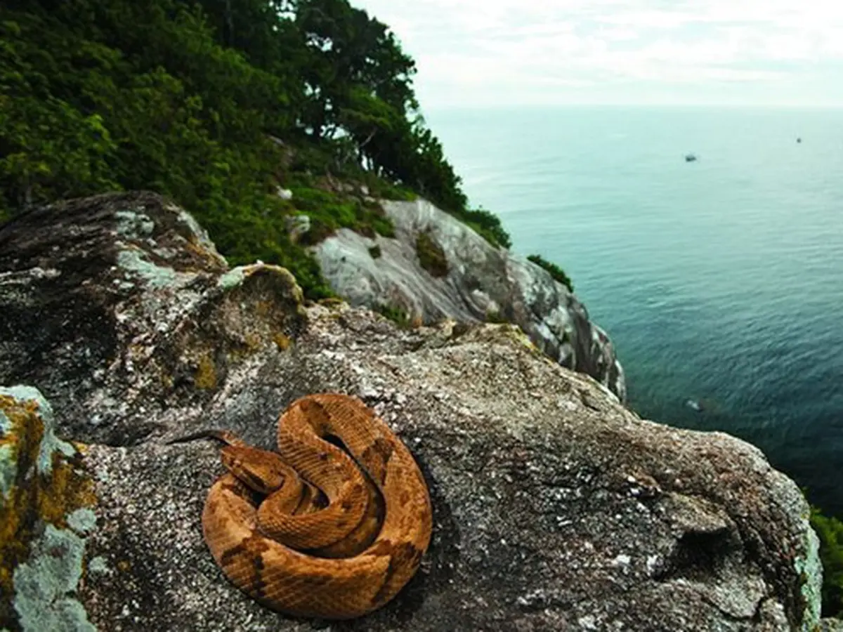 Ilha da Queimada Grande, Pulau Ular yang Misterius - Citizen6 Liputan6.com