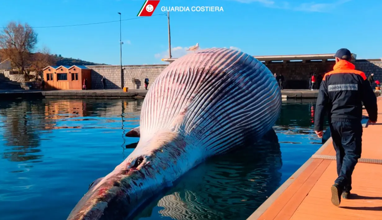 Selebaran foto pada 20 Januari 2021 menunjukkan bangkai paus berukuran besar di pelabuhan Sorrento sebelum diderek menuju pelabuhan Napoli, Italia. Mamalia yang mati itu terlihat di laut pada Minggu, 17 Januari 2021 dekat tujuan wisata populer Sorrento oleh penjaga pantai. (HO/GUARDIA COSTIERA/AFP)