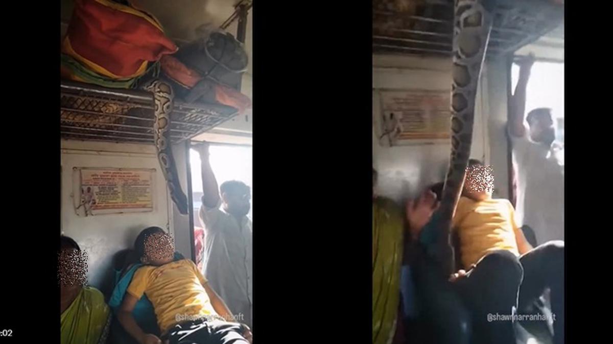 Viral Video Ular Sanca Menggantung di Kereta Ternyata Hasil AI, Sukses Bikin Kaget