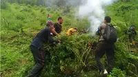 Aparat gabungan mengamankan 2.000 batang tanaman ganja di Mandailing Natal. (Liputan6.com/Reza Efendi)