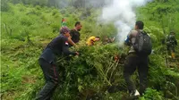 Ada 2.000 Tanaman Ganja di Mandailing Natal
