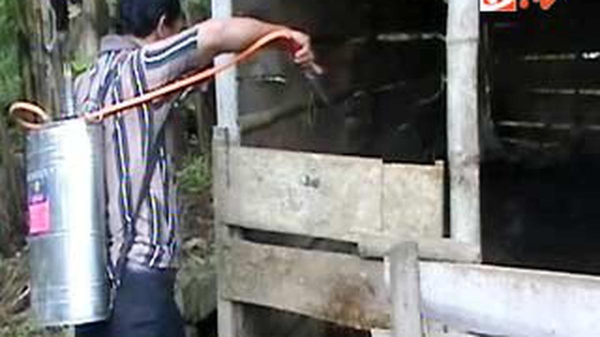 KLB Anthrax, Kandang Sapi Disemprot Desinfektan - Health Liputan6.com