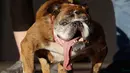 Anjing jenis Bulldog yang bernama Zsa Zsa berdiri di atas panggung setelah diumumkan menjadi pemenang dalam Kontes Anjing Terjelek Sedunia di Sonoma-Marin Fair di Petaluma, California (23/6). (AP/Jeff Chiu)