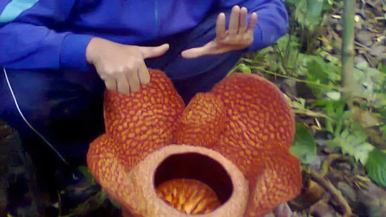 Bunga Rafflesia Kelopak 6 Mekar di Bengkulu 