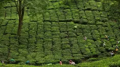 Para pekerja wanita India memetik daun teh di kebun teh di Kaziranga, di negara bagian Assam, India timur laut, (11/10). Assam memproduksi lebih dari 50 persen tanaman teh di India. (AP Photo/Anupam Nath)