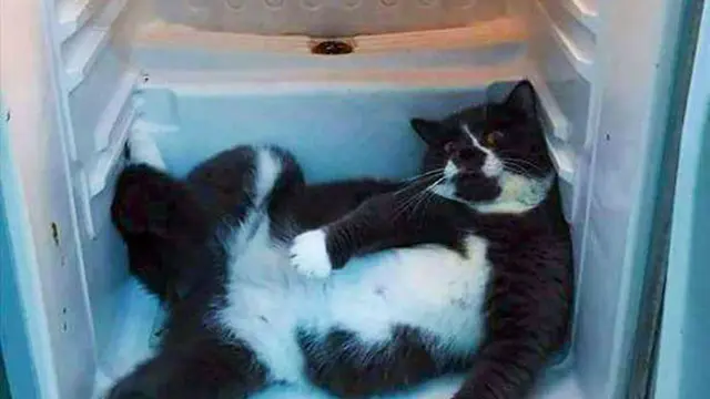 8 Cara Kucing dan Anjing Hindari Hawa Panas Ini Bikin Geleng Kepala