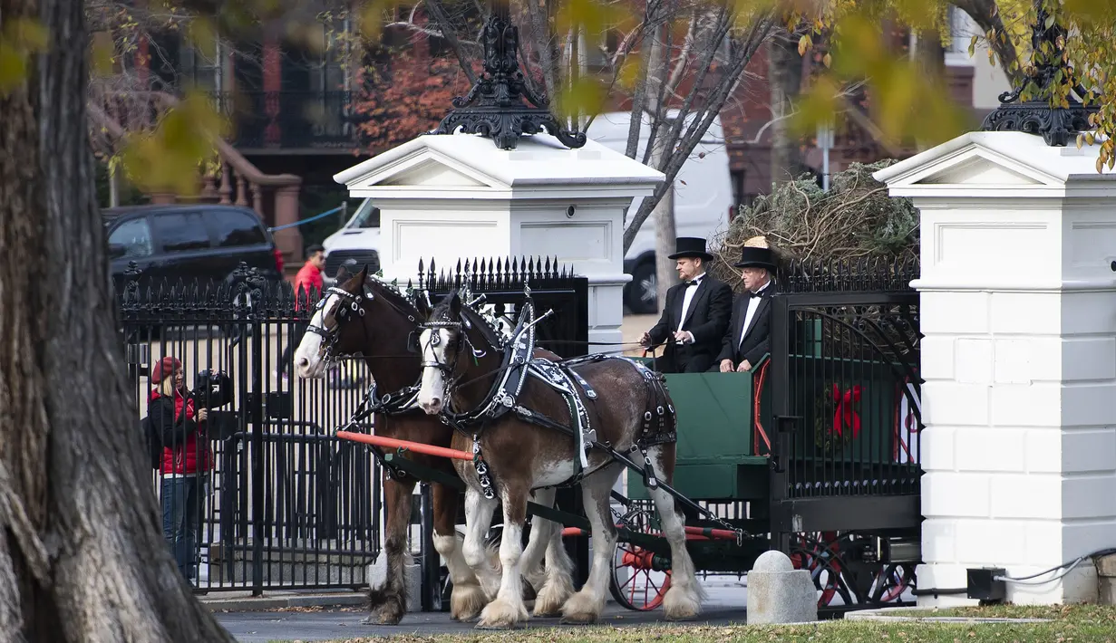 Kereta kuda yang membawa pohon Natal resmi Gedung Putih tiba di Gedung Putih, Washington, Senin (19/11). Pohon cemara setinggi hampir 6 meter itu akan dipajang di Ruang Biru Gedung Putih sejak tahun 1966. (Jim WATSON / AFP)